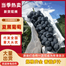 精品夏黑葡萄冷棚货大量上市糖度高颜色好无核