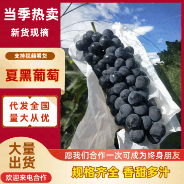 精品夏黑葡萄冷棚货大量上市糖度高颜色好无核