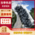 精品夏黑葡萄冷棚货大量上市糖度高颜色好无核