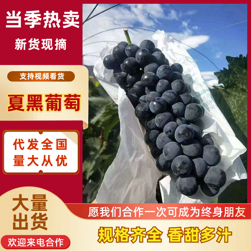 精品夏黑葡萄冷棚货大量上市糖度高颜色好无核