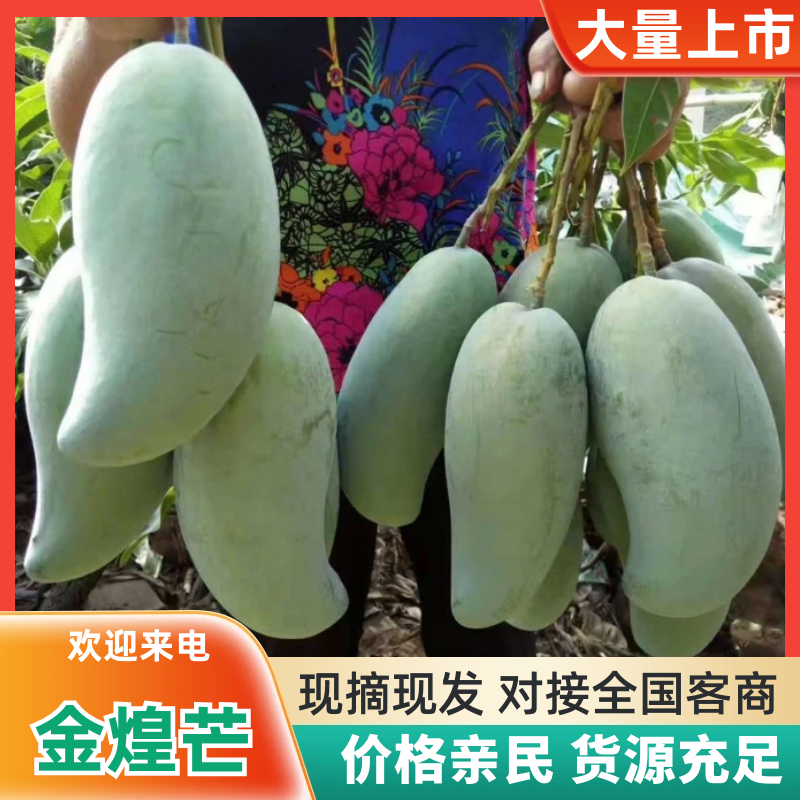 【金煌芒】四川金煌芒基地直供量大从优供应全国市场