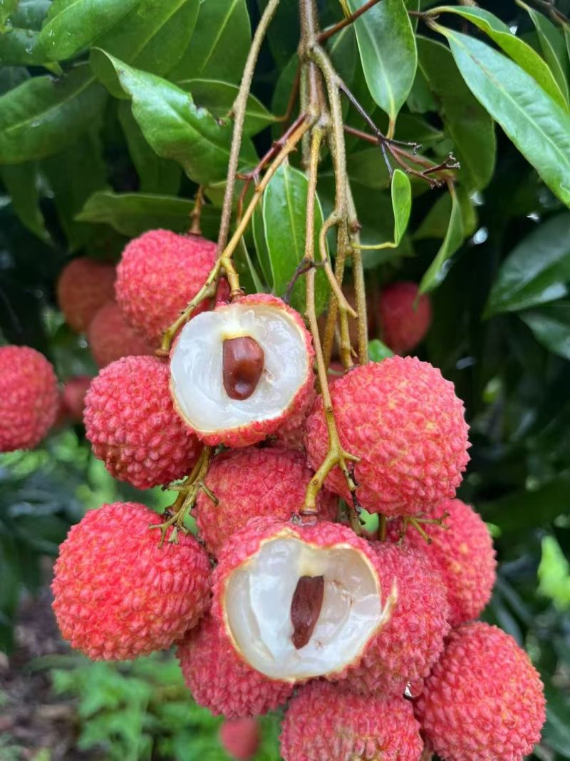 精品荔枝情人荔枝大量上市中广西产地一手货源可视频看货