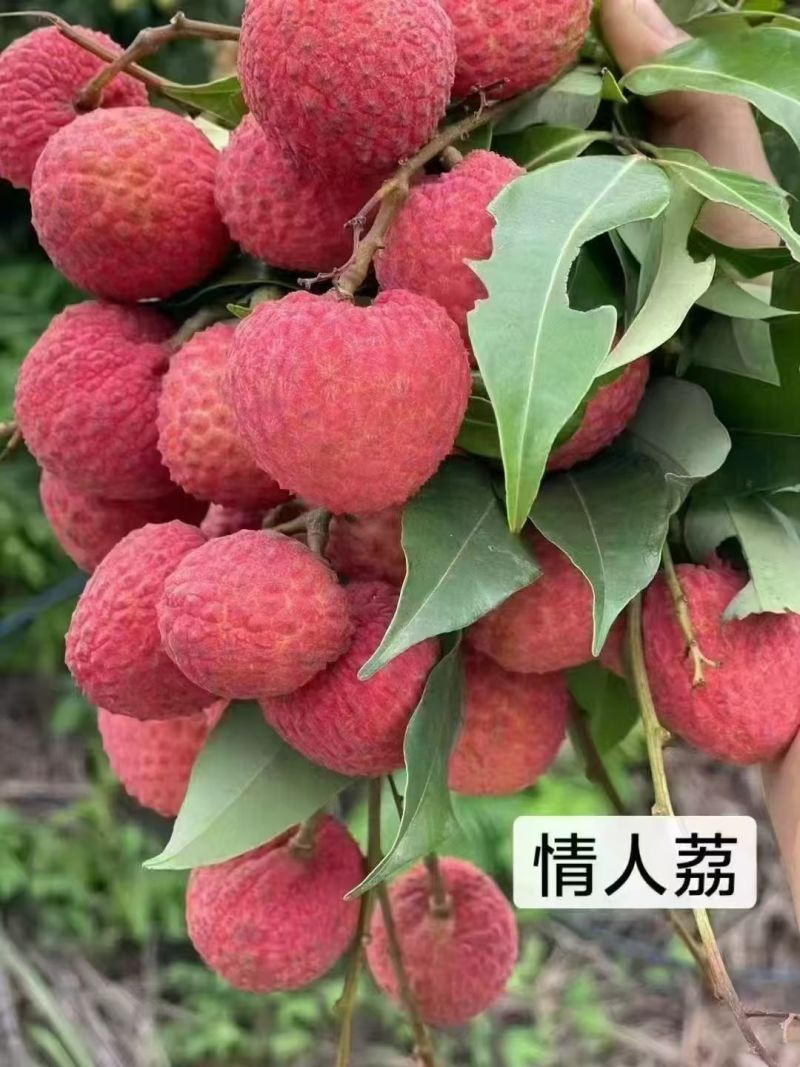 精品荔枝情人荔枝大量上市中广西产地一手货源可视频看货