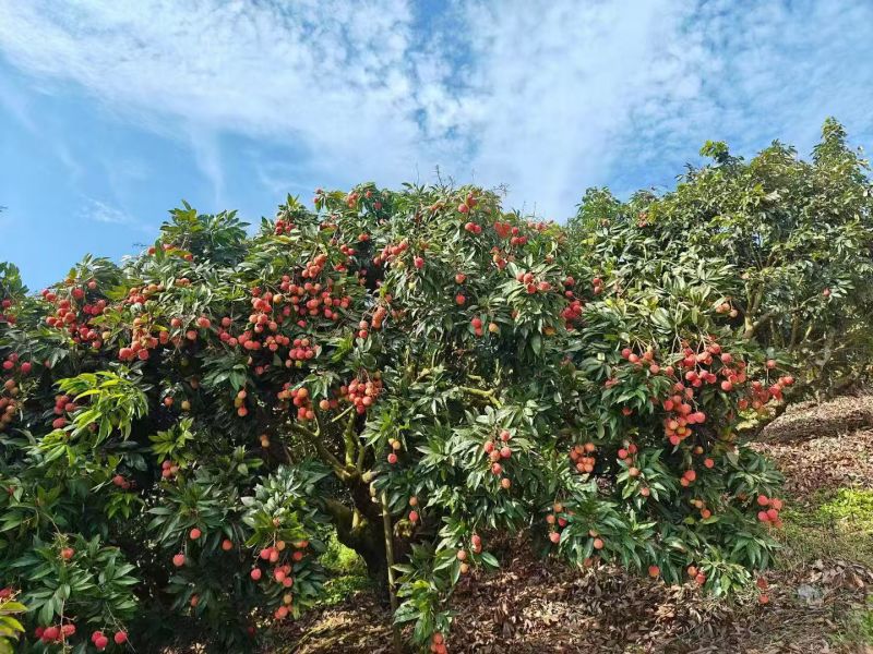 精品荔枝情人荔枝大量上市中广西产地一手货源可视频看货