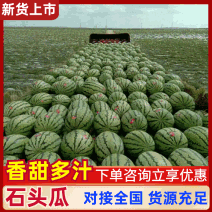 精品硒砂瓜石头瓜旱地西瓜产地一条龙服务包熟包甜