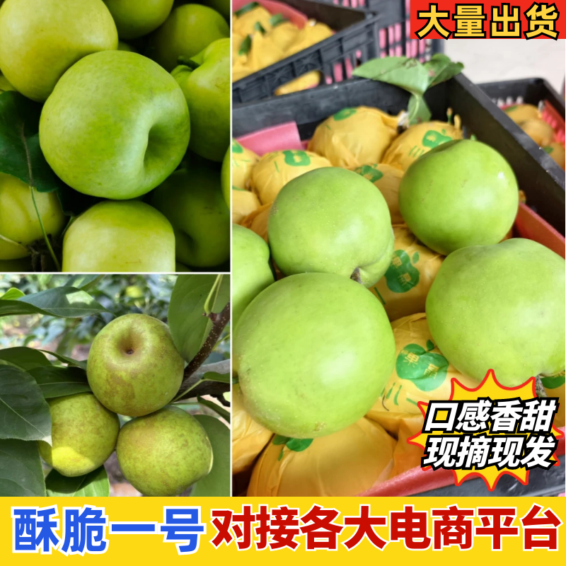 翠玉梨，酥脆一号，翠冠梨产地直供，保质保量诚信经营
