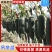 河南郸城黑皮吊冬瓜万亩基地大量上市，品质优良，欢迎选购！