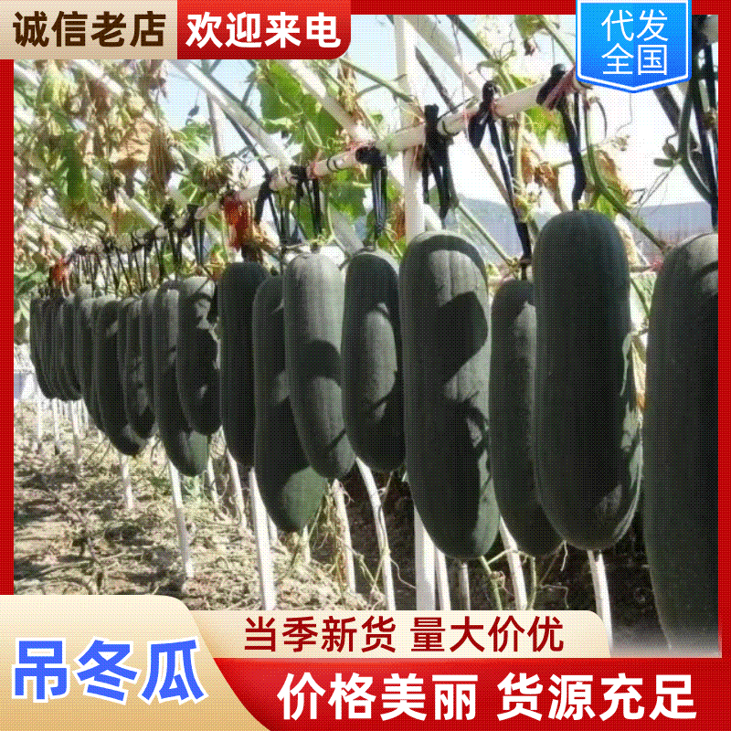 河南郸城黑皮吊冬瓜万亩基地大量上市，品质优良，欢迎选购！