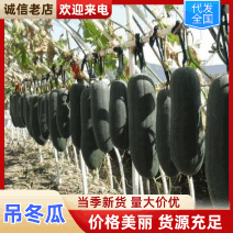 郸城县秋黑皮吊瓜上市了供应全国各地档口商超社团电商平台