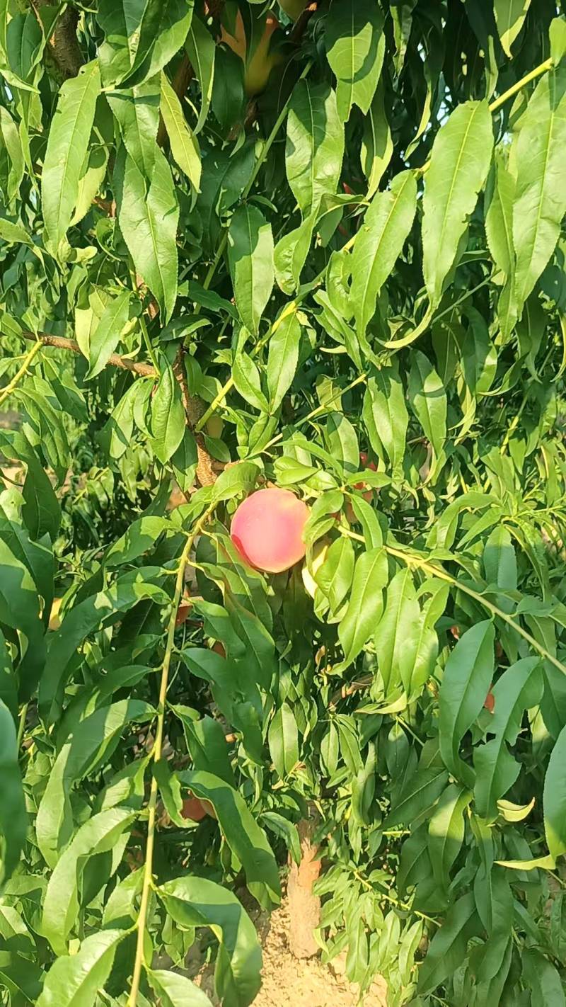 红不软桃基地直销量大质优价格优惠一手货源欢迎咨询