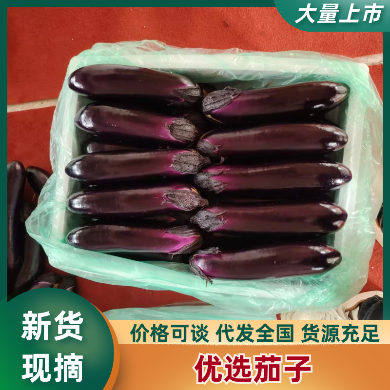 长茄茄子品质保证服务周到产地直发价格美丽