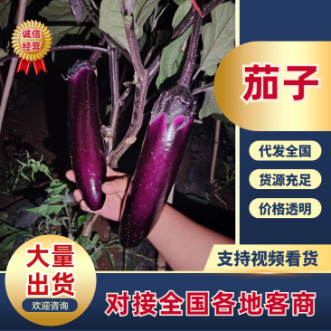 长茄茄子品质保证服务周到产地直发价格美丽