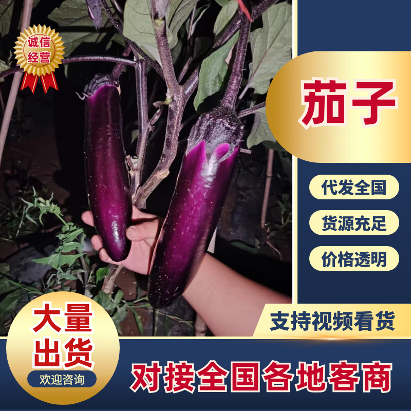 长茄茄子品质保证服务周到产地直发价格美丽