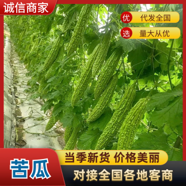 夹江苦瓜/油苦瓜大量有货基地直供可视频看货欢迎咨询