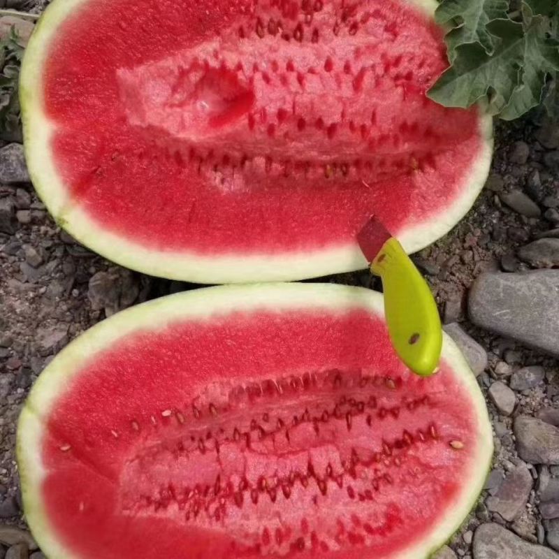 精品宁夏硒砂瓜，爽口脆甜，品质保证。
