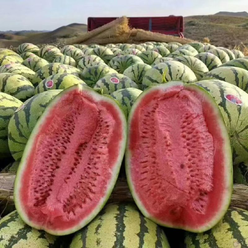 精品宁夏硒砂瓜，爽口脆甜，品质保证。