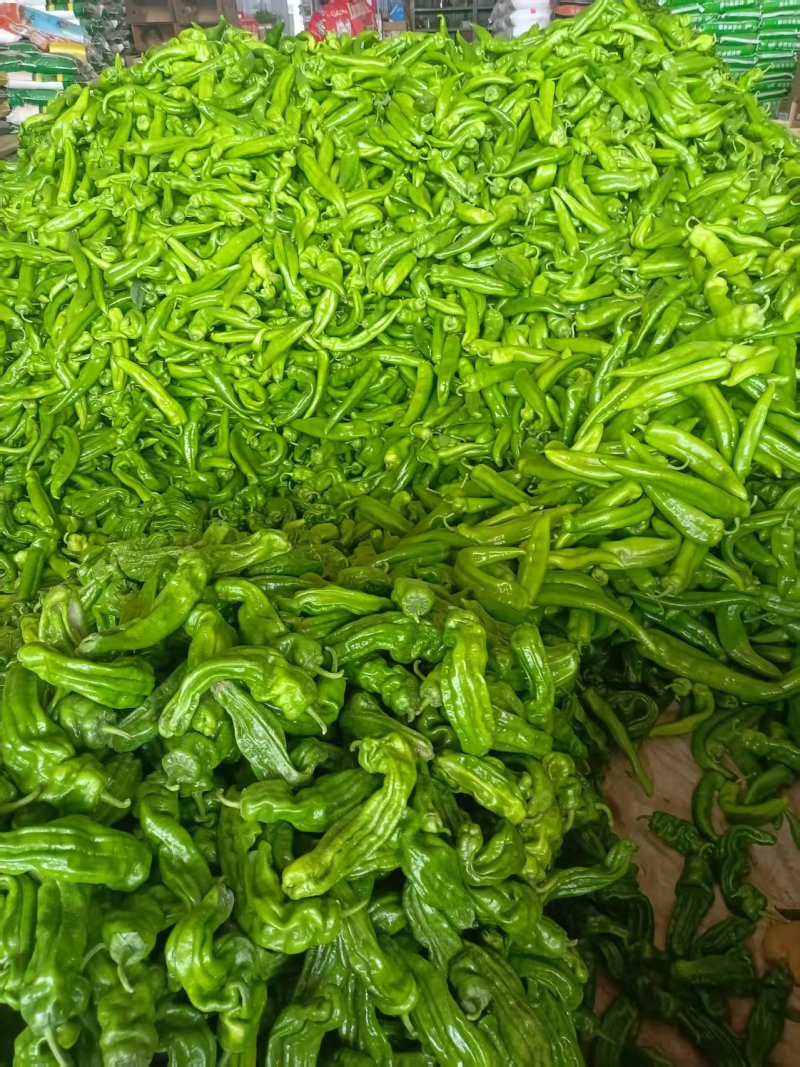 陕西精品螺丝椒，保质保量，量大从优，欢迎咨询