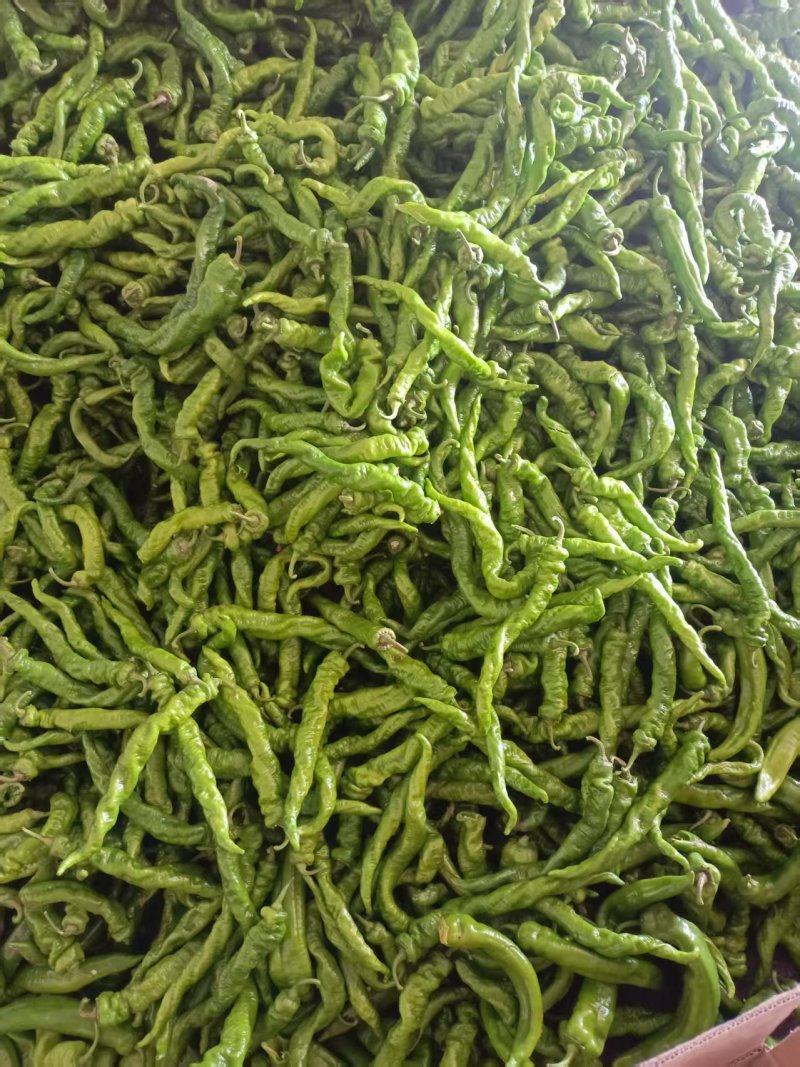 陕西精品螺丝椒，保质保量，量大从优，欢迎咨询