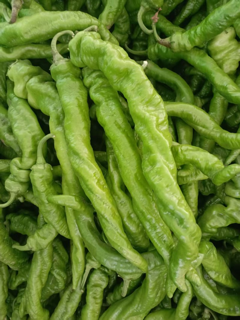 陕西精品螺丝椒，保质保量，量大从优，欢迎咨询