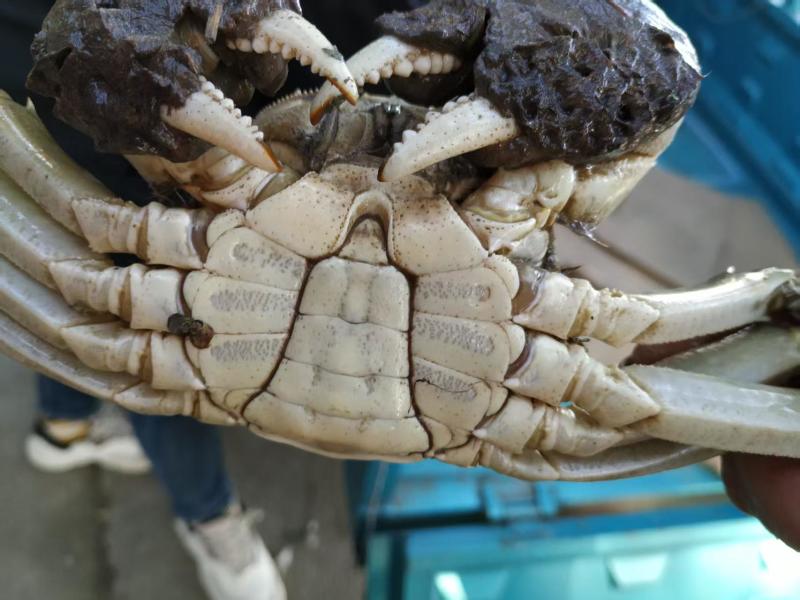 江苏六月黄生鲜大闸蟹，现货现发，对接商超电商量大从优，
