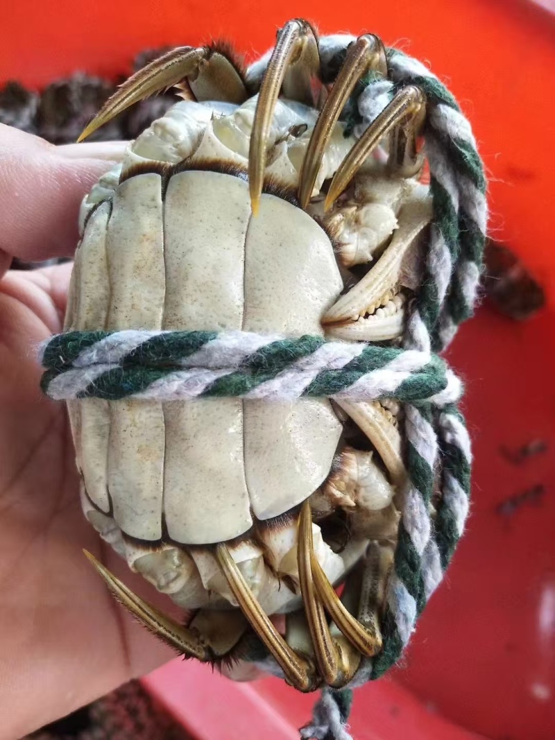 江苏六月黄生鲜大闸蟹，现货现发，对接商超电商量大从优，