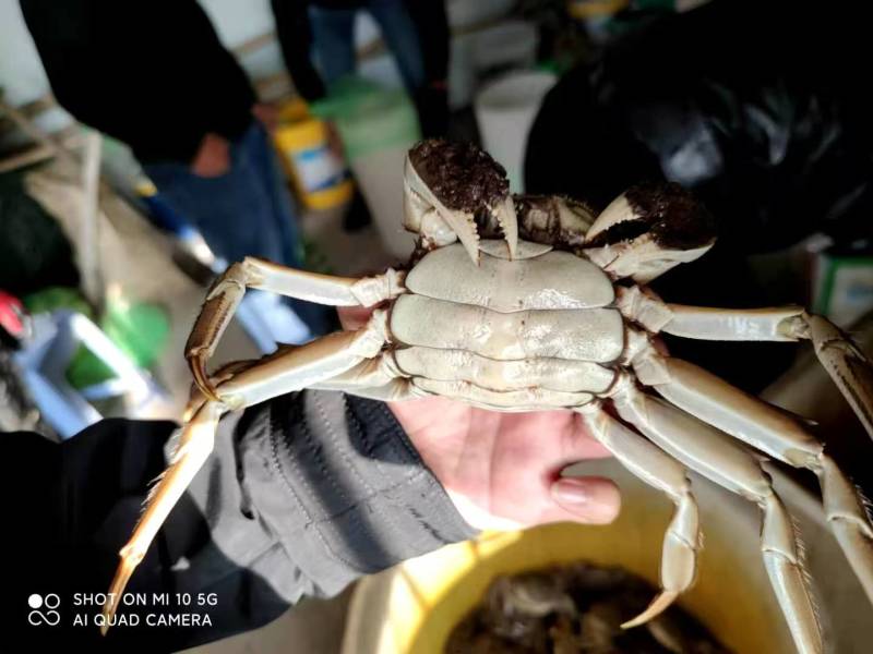 精品六月黄大闸蟹礼盒装，产地直发一手货源5件起发，包邮