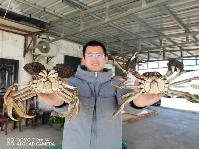 精品六月黄大闸蟹礼盒装，产地直发一手货源5件起发，包邮