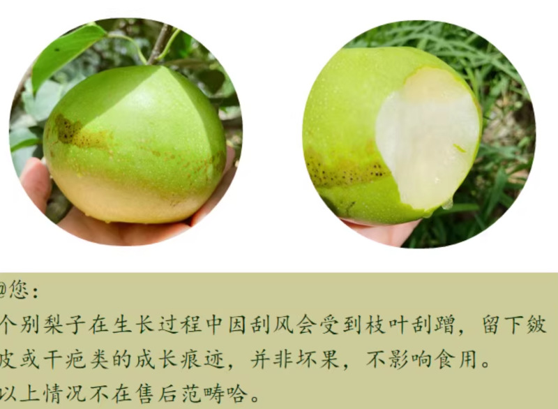 河北青皮皇冠梨一件代发产地直发一手货源对接各大电商平台