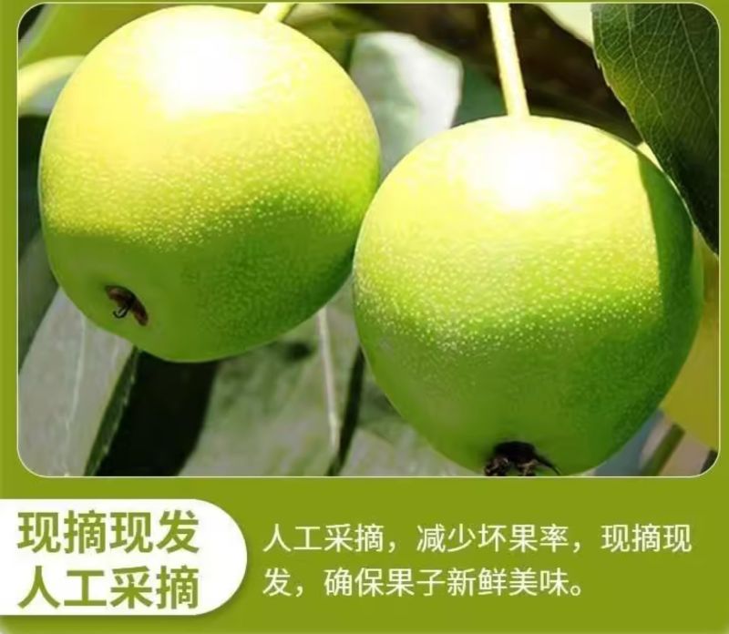 河北青皮皇冠梨一件代发产地直发一手货源对接各大电商平台