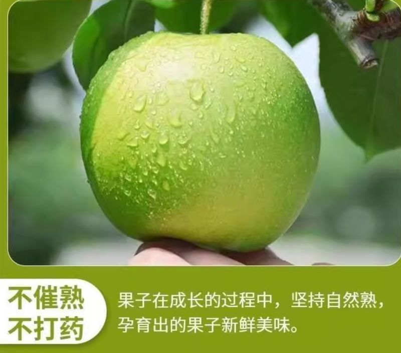 河北青皮皇冠梨一件代发产地直发一手货源对接各大电商平台