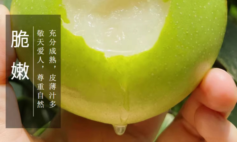 河北青皮皇冠梨一件代发产地直发一手货源对接各大电商平台