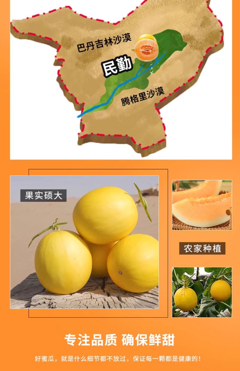 甘肃民勤沙漠蜜瓜一件代发产地直发一手货源对接各大电商平台
