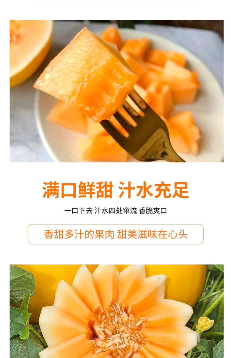 甘肃民勤沙漠蜜瓜一件代发产地直发一手货源对接各大电商平台