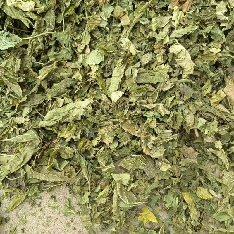 桑叶新货足干青桑叶干净无杂质道地药材品种齐全
