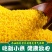 建一金苗小米批发一件代发贴牌代加工集采落地配