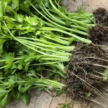 精品穴盘芹菜苗，地拔苗，大量有货保质保量