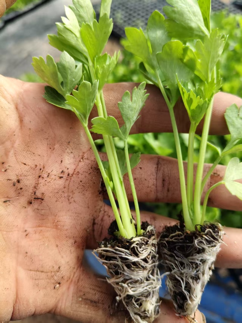 精品穴盘芹菜苗，地拔苗，大量有货保质保量