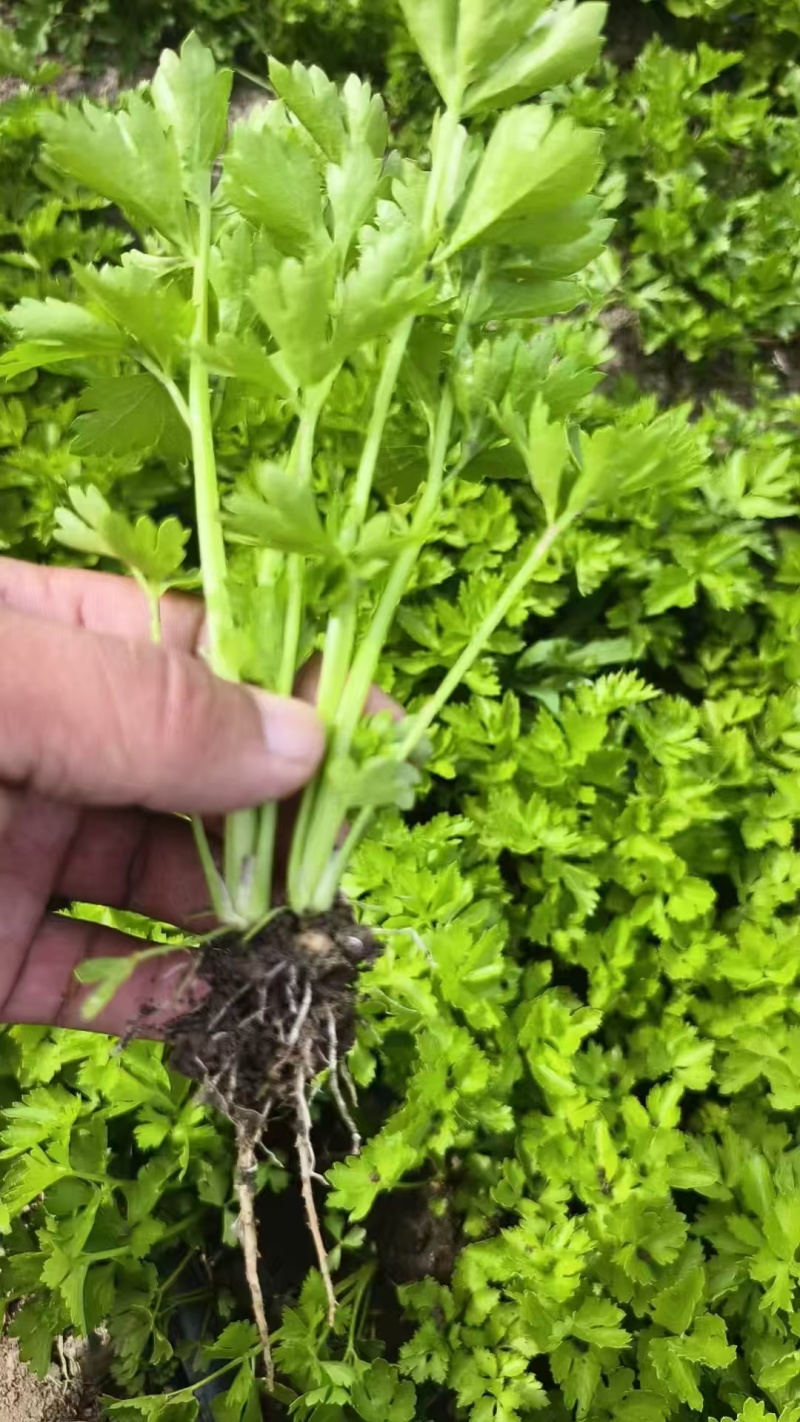 精品穴盘芹菜苗，地拔苗，大量有货保质保量