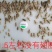 活体白蟋蟀，大亚，中亚，小亚养殖场直发价格实惠