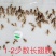 活体白蟋蟀，大亚，中亚，小亚养殖场直发价格实惠