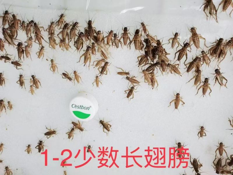 活体白蟋蟀，大亚，中亚，小亚养殖场直发价格实惠