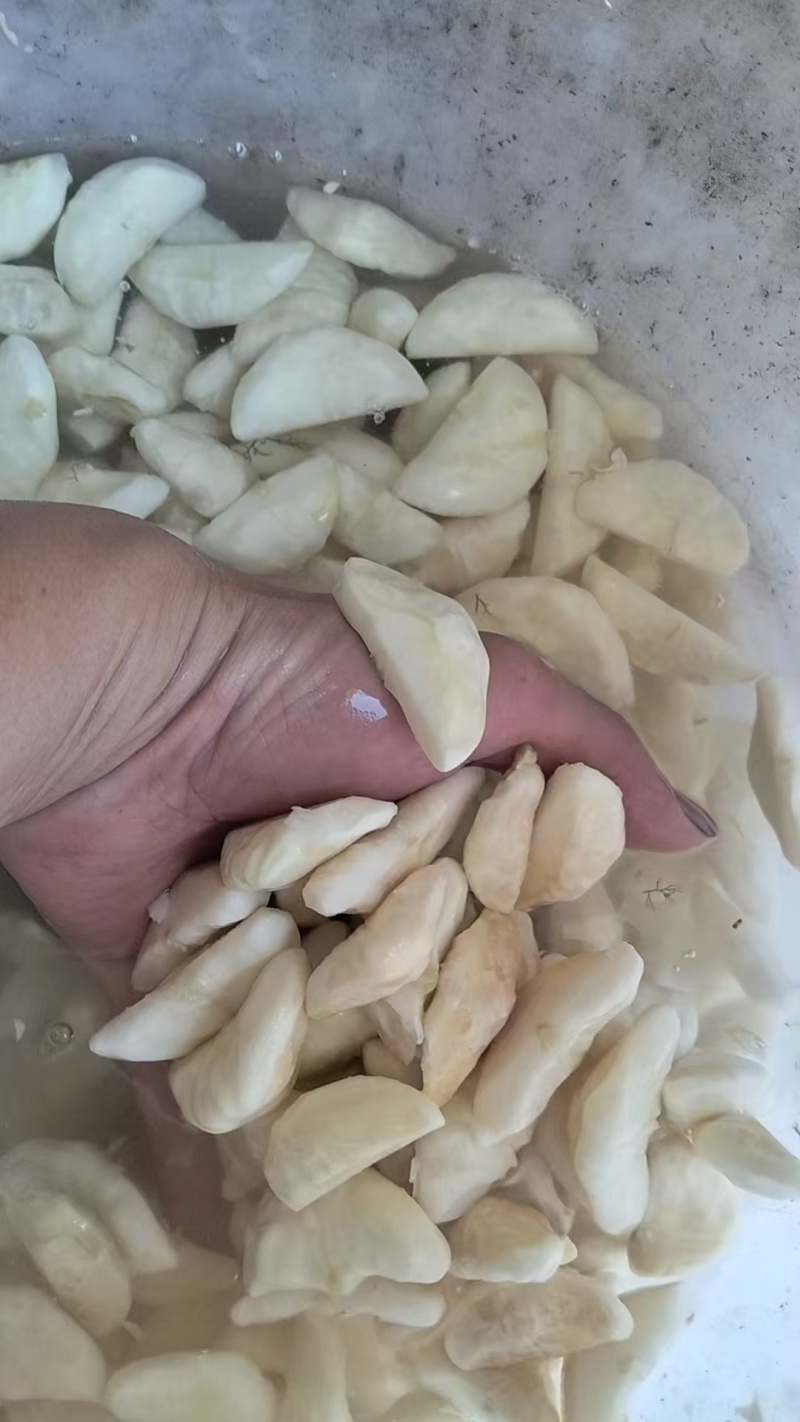 菱角产地直发品质保障对接全国视频看货量大优惠