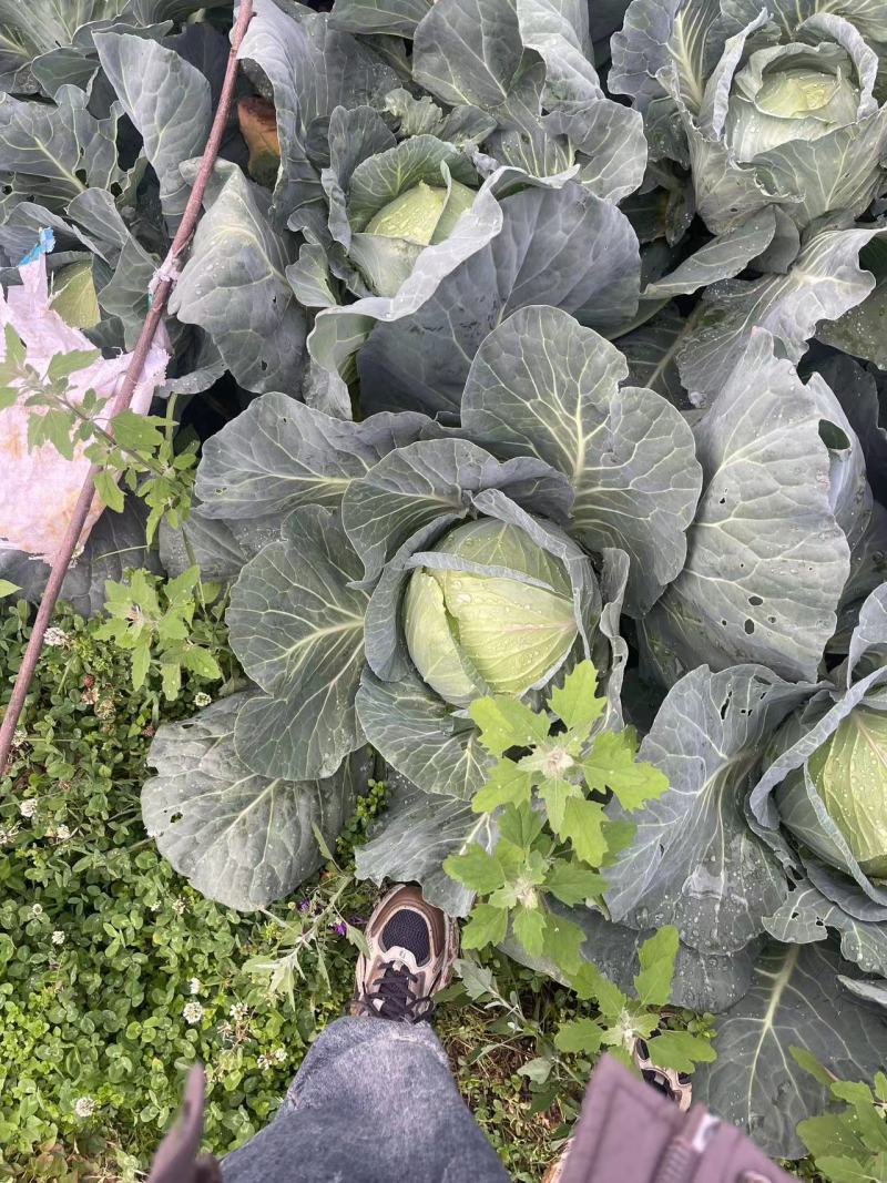 贵州精品奥奇丽甘蓝包菜产地直发货源充足耐运输对接市场
