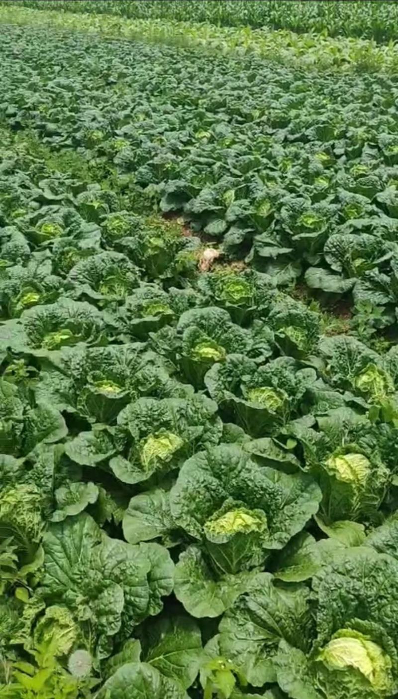 贵州精品黄心白菜无虫眼无烧心产地万亩规模质量好走市场