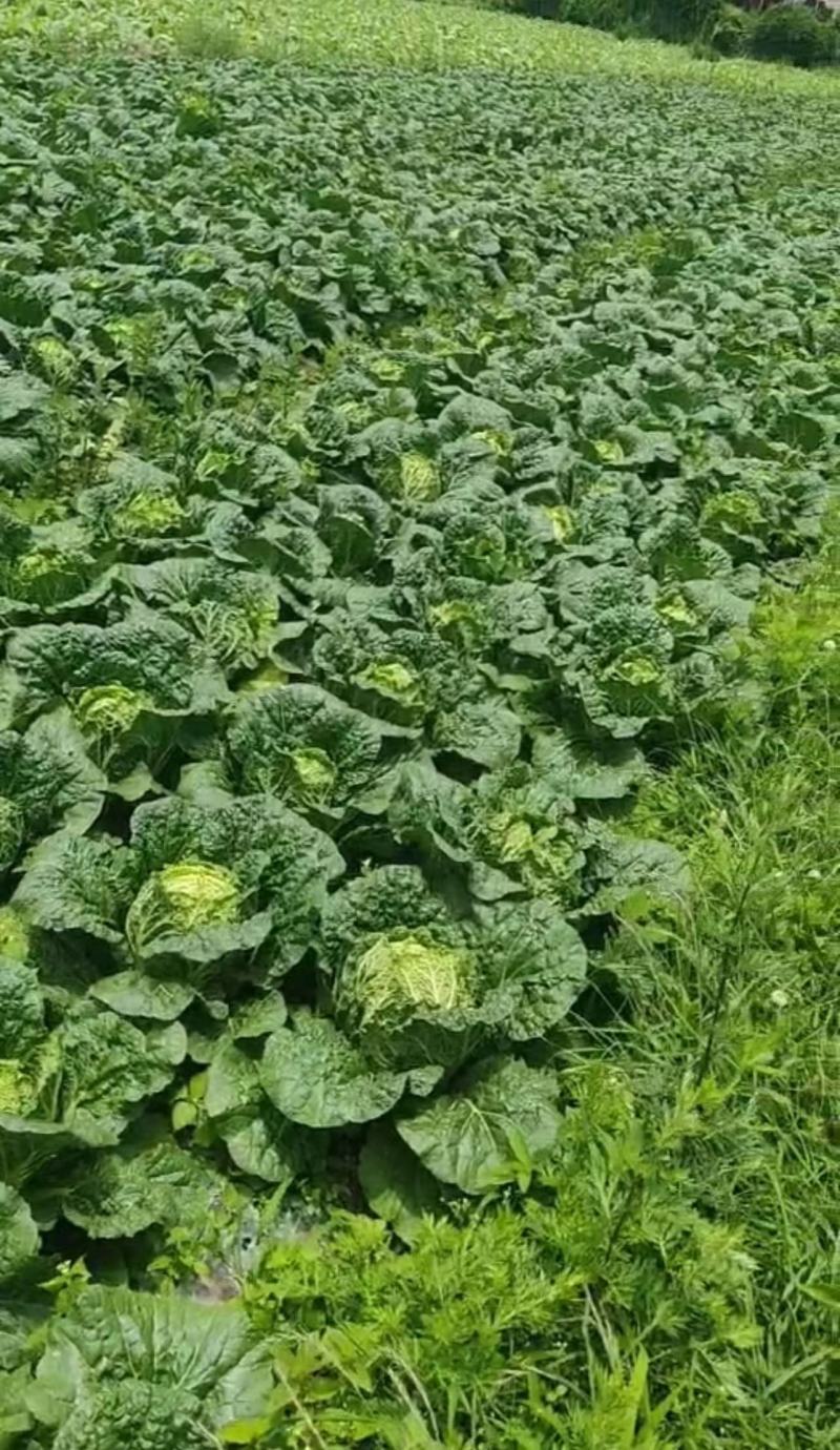 贵州精品黄心白菜无虫眼无烧心产地万亩规模质量好走市场