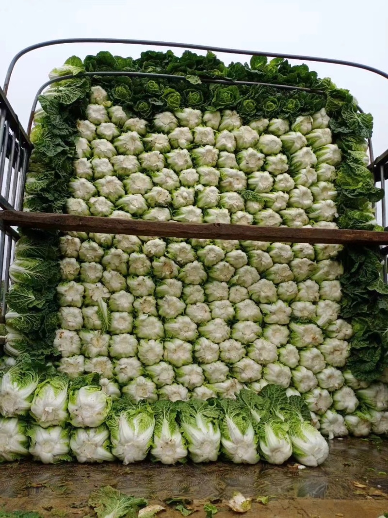 贵州精品黄心白菜无虫眼无烧心产地万亩规模质量好走市场