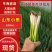 铁杆小葱产地直供山东小葱团购超市市场批发