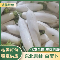 东北白萝卜大量上市中，现货供应，视频看货对接全国商超市场