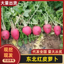吉林红皮萝卜大量上市中，基地直发一手货源，视频看货对接全