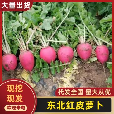 吉林红皮萝卜大量上市中，基地直发一手货源，视频看货对接全
